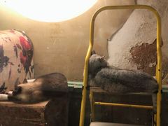 -猫咪博物馆(顶澳仔猫街店)