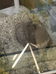 -神奇动物撸宠馆·羊驼·小浣熊·异宠(豫园店)