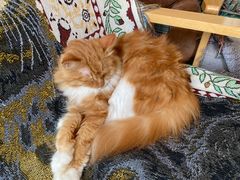 -平行世界·猫咖(首经贸店)