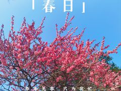 -杭州植物园