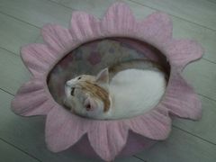 -喵的天空名猫咖啡馆·撸猫·猫舍·用品