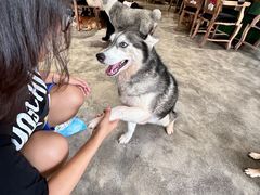 -more than meow吴止猫主题餐厅(承德 中船汇店)