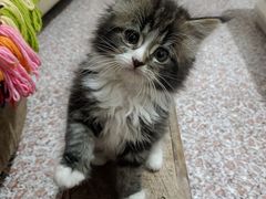 -天使宠物医院·犬猫分诊(彩虹店)