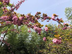 -西安青龙寺遗址景区