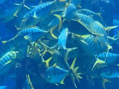 -海合安青岛极地海洋公园