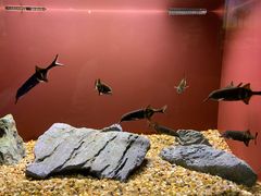 -上海海洋水族馆