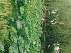 -莲湖公园