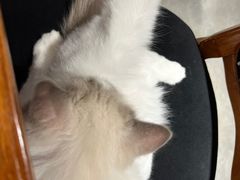 -more than meow吴止猫主题餐厅(承德 中船汇店)