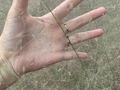 -张之洞与武汉博物馆