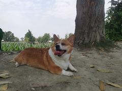 -两河城市森林公园