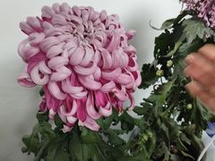 -杭州植物园
