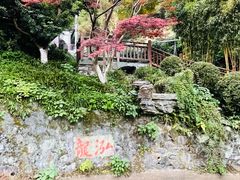 -十八棵（老龙井）御茶园(老龙井店)