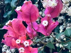 -西双版纳原始森林公园