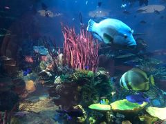 -迪拜帆船酒店海底餐厅