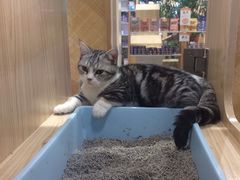 -屋虎猫馆(宝安大仟里店)