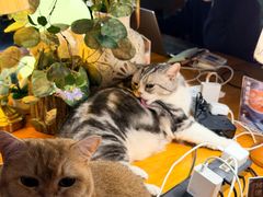 -咖法森林·咖啡  酒吧(天河店)