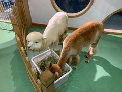 -藦茜花园宠物主题亲子互动体验馆(国顺东路店)