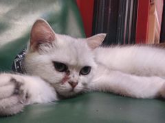 -猫色咖啡·猫咖