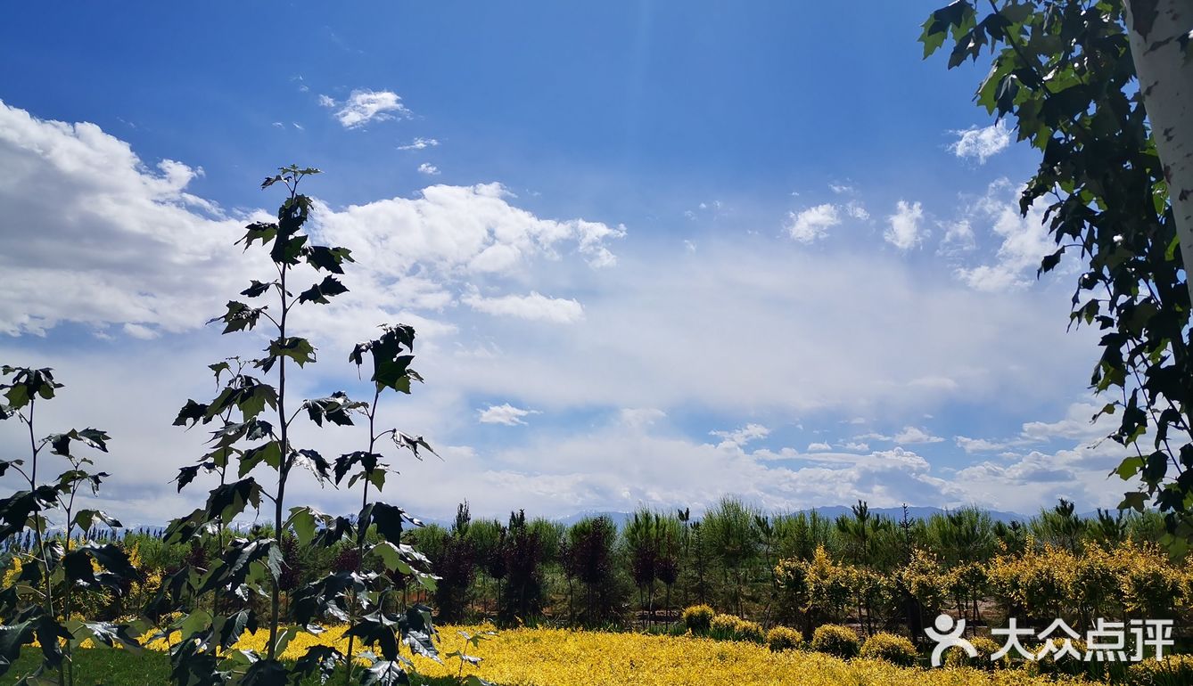 门源油菜花基地 一定看好季节去