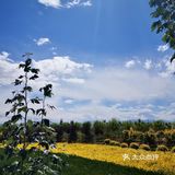 门源油菜花基地 一定看好季节去