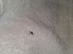 -三亚凤凰水城凯莱度假酒店