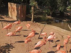 -清迈夜间动物园