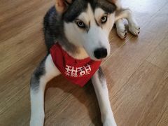 -Husky Go! 哈士奇体验馆·宠物咖啡厅狗咖