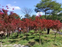 -广州市帽峰山景区
