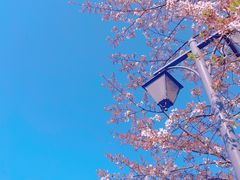 -顾村公园