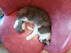-Sweet cat·星愿猫咖(国贸大厦店)