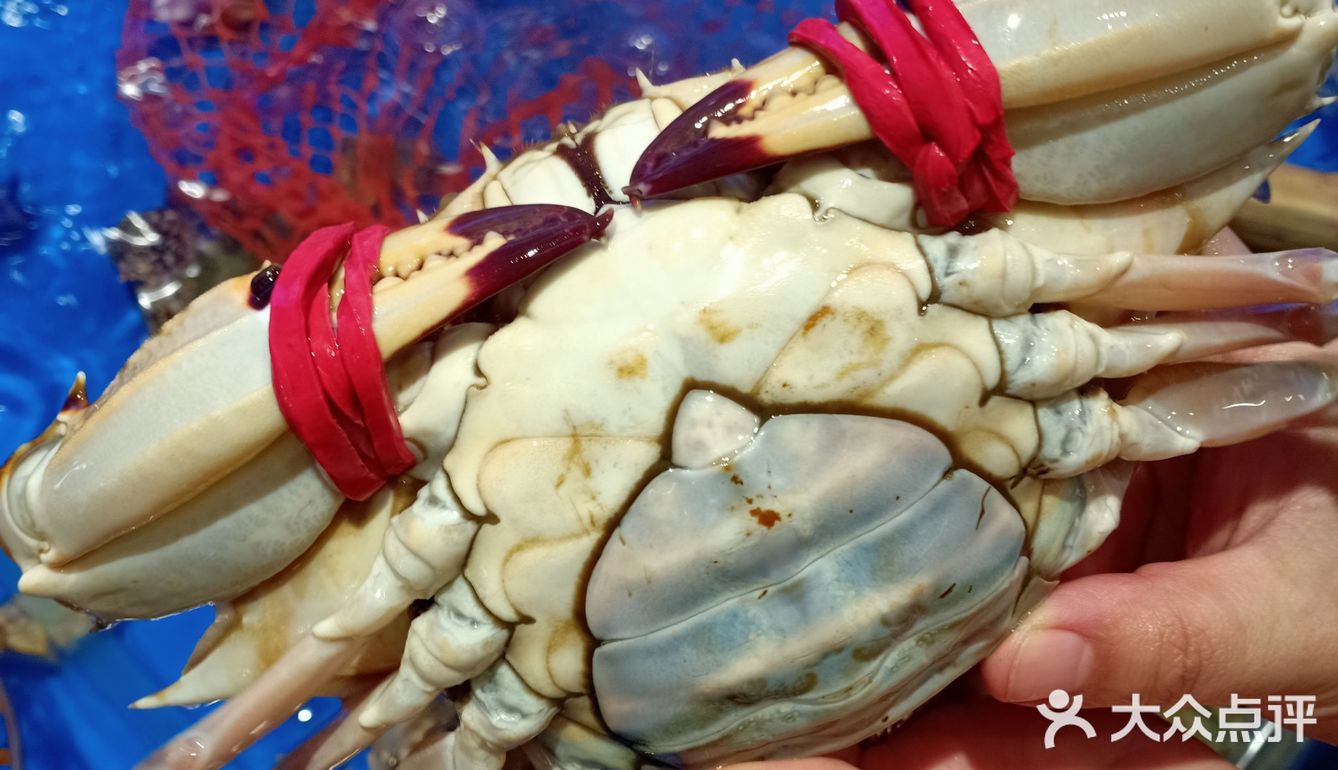 梭子蟹、皮皮虾、海螺、帝王蟹个个鲜活