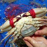 梭子蟹、皮皮虾、海螺、帝王蟹个个鲜活