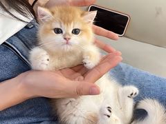 -lincat·猫舍(广州店)