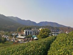 -龙坞茶村