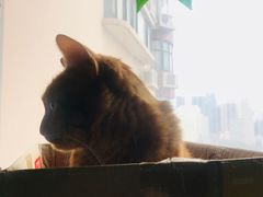 -猫猫幼稚园·撸猫·桌游·电玩