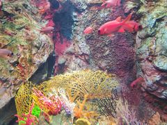 -太平洋海底世界