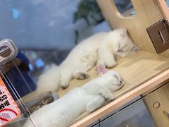 -屋虎猫馆(宝安大仟里店)