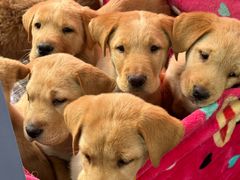 -桂林市花鸟市场