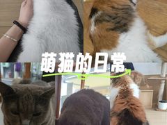 -是阿柴呀！柴犬咖啡·爱喵喵猫咖