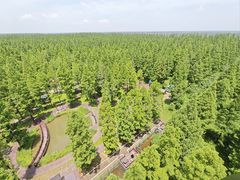 -黄海国家森林公园