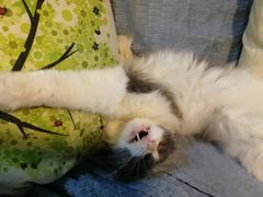 -李小姐の猫咖啡馆(五角场店)