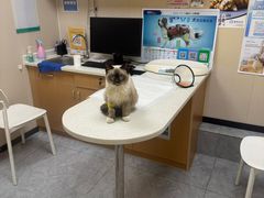 -安安宠医·臻爱宠物医院·宠保定点(营门口路分院)