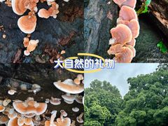 -广州市白云山风景名胜区