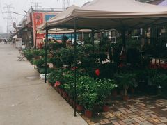 -中环花鸟鱼虫市场