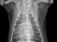 -严国平动物医院(德政总院)