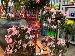 -荷兰花海
