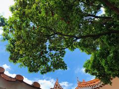 -深圳仙湖植物园