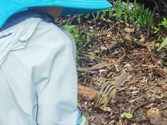 -五营红松林海景区