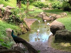-吉隆坡雀鸟公园