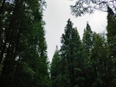 -黄海国家森林公园